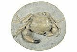 D Fossil Crab (Pulalius) In Concretion - Washington #240456-1